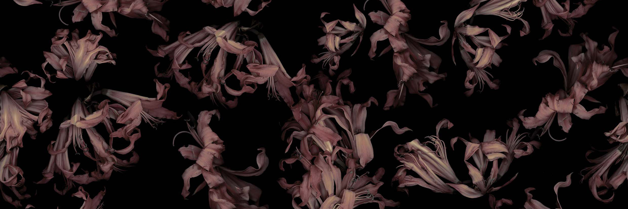 Close-up of dried flowers on a dark background