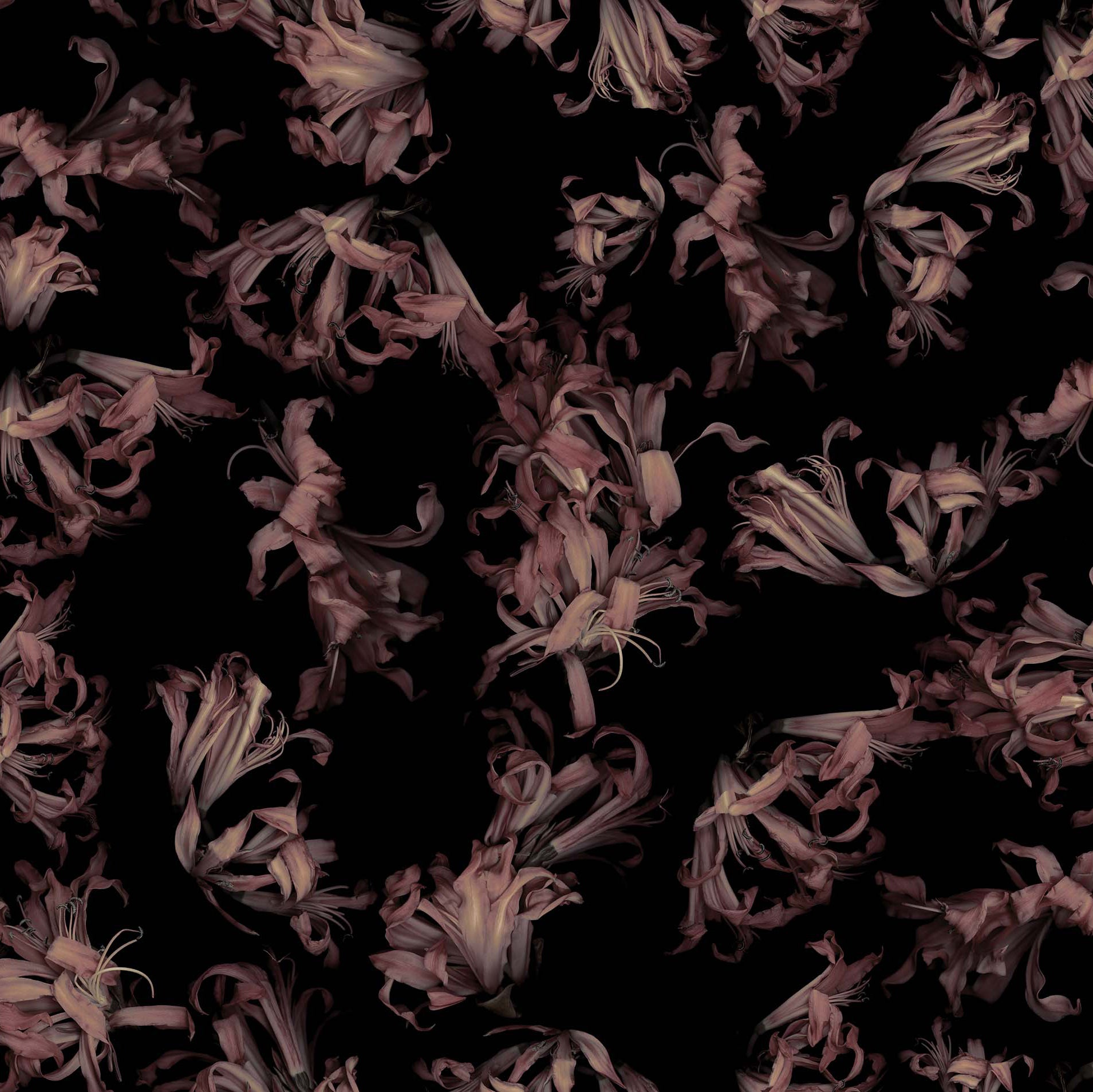 Pink flowers on a black background - Dries Van Noten