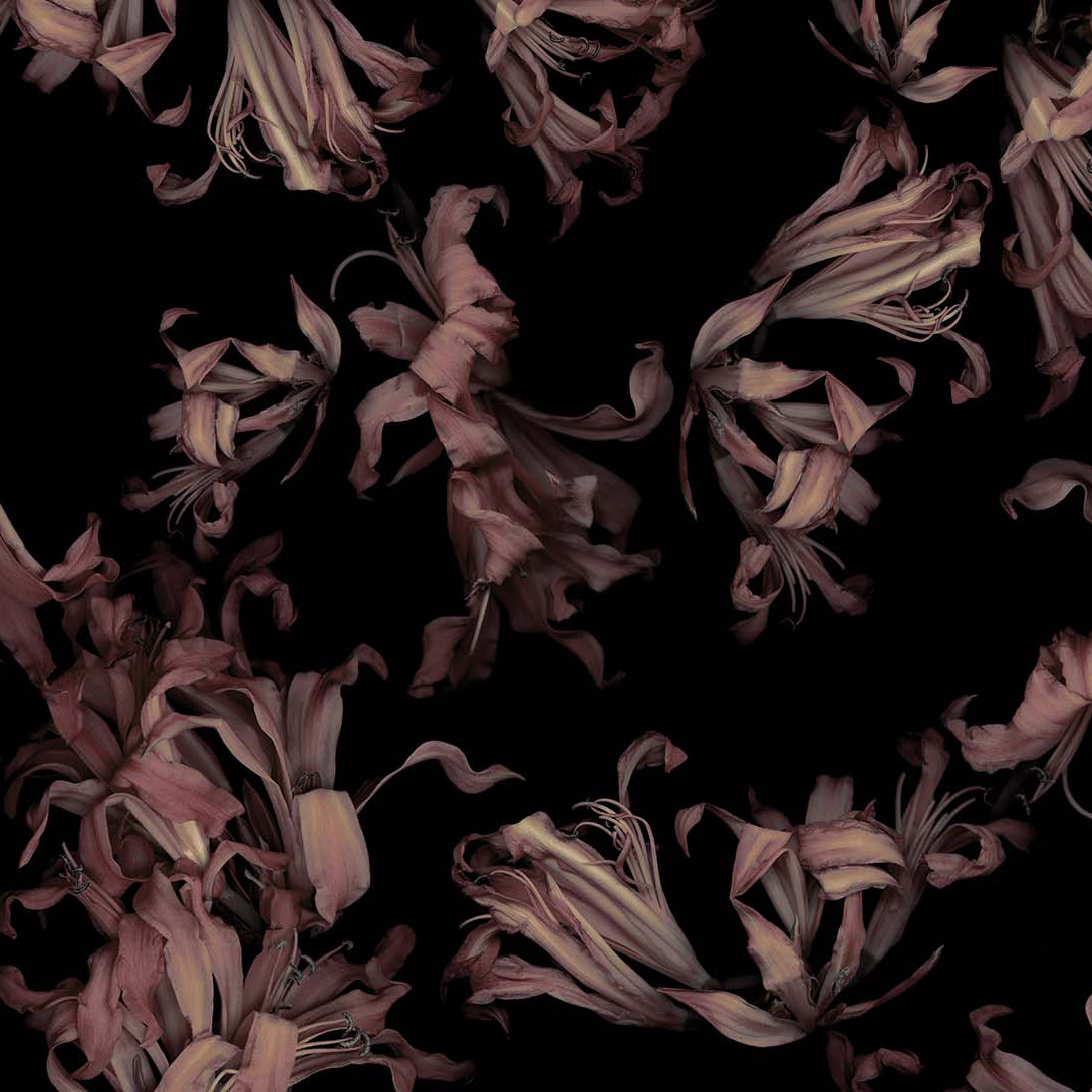 Pink flowers on a black background