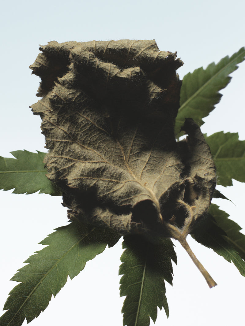 Close-up of a leaf with a textured surface on a light blue background