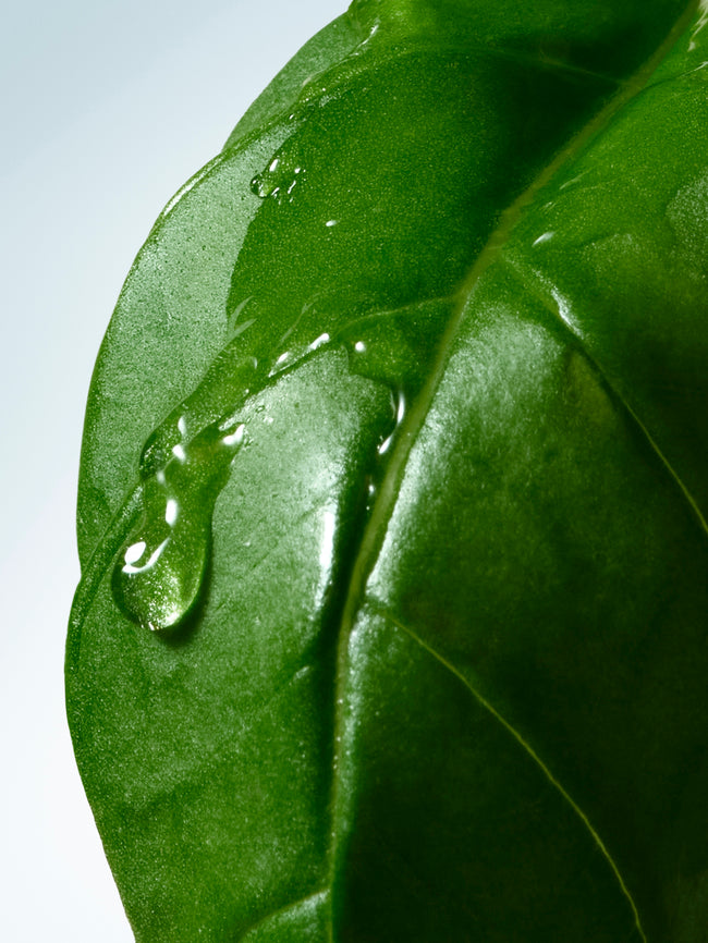 Close-up of a glossy green basil leaf with water droplets 