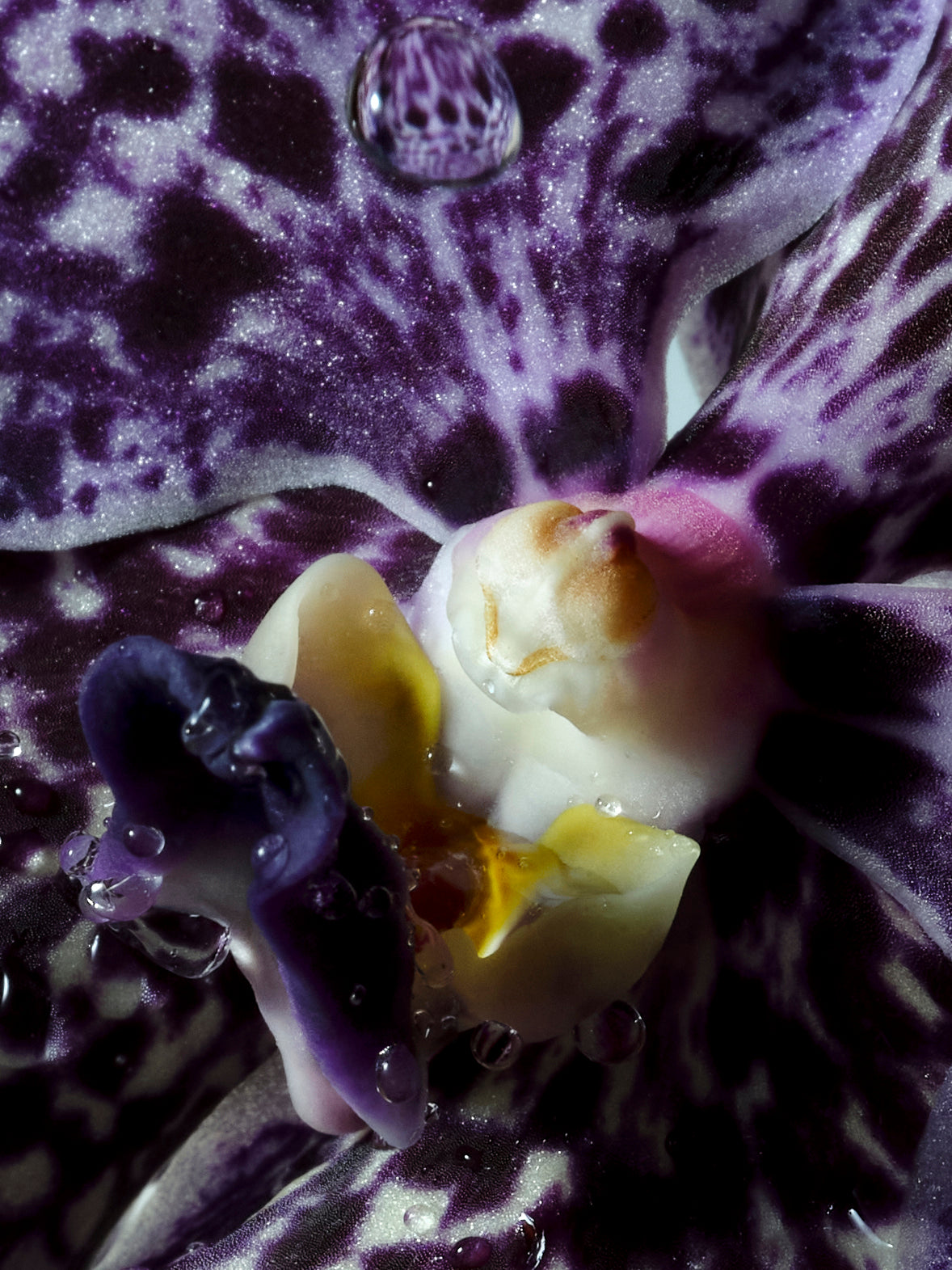 Close-up of a violet orchid with water droplets