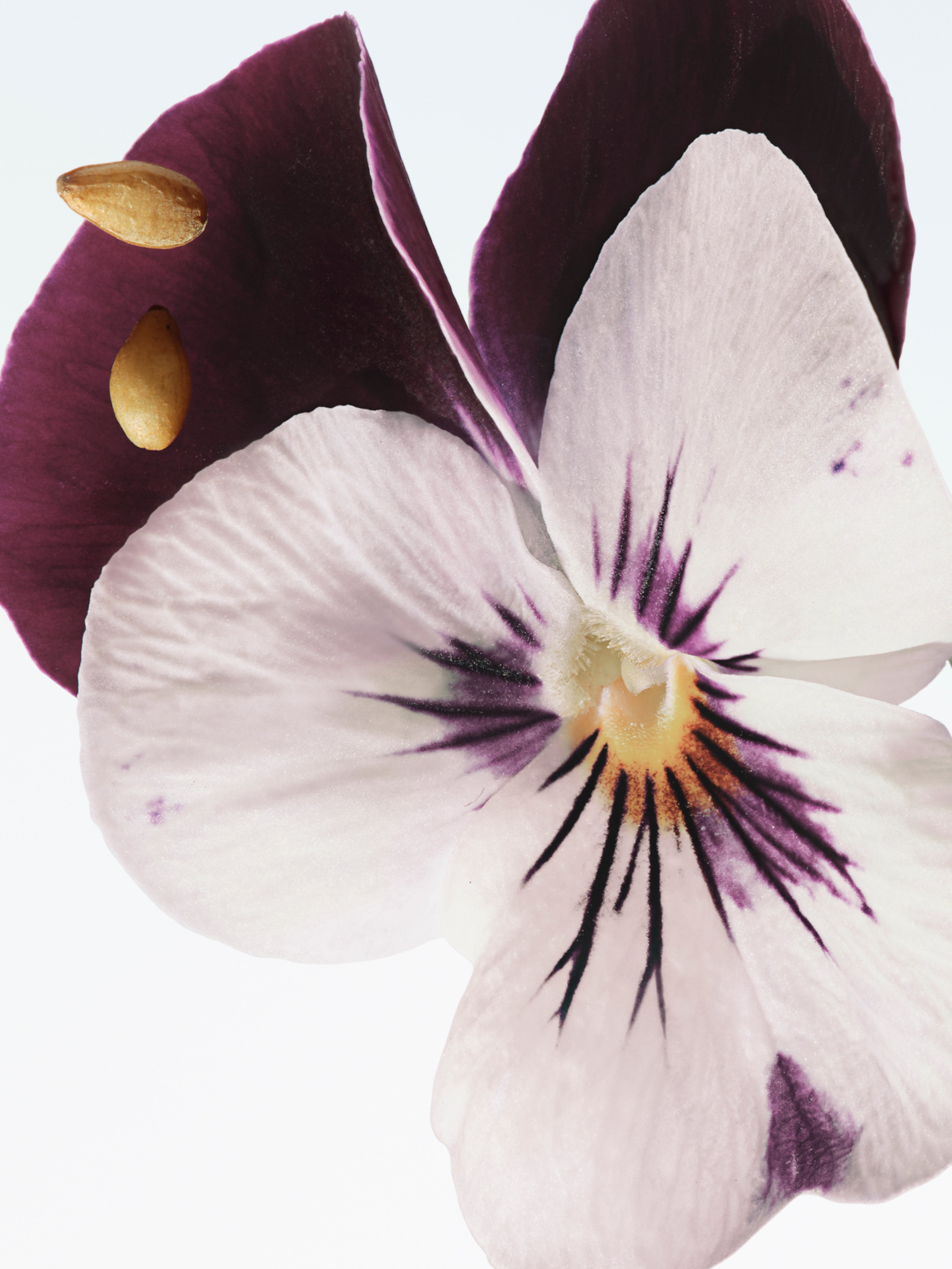 Eau de Parfum Velvet Violet | Dries Van Noten