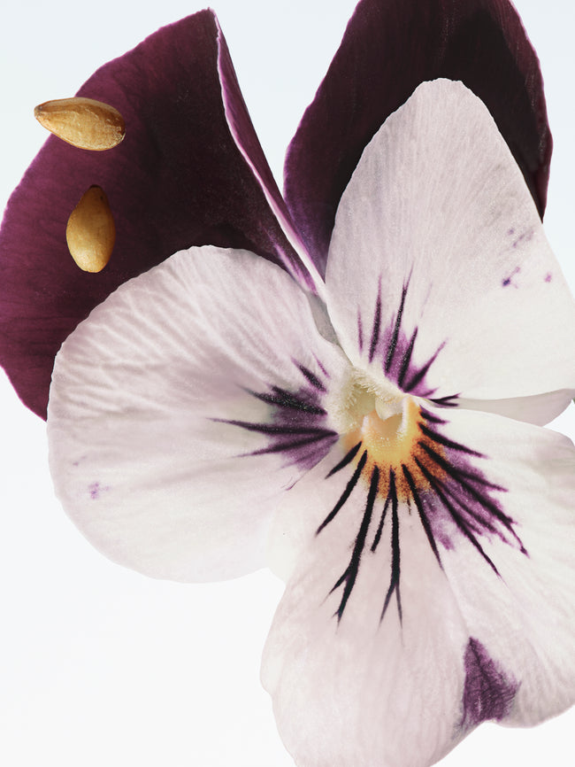 A close-up of a white-violet pansy flower with dark purple markings and yellow accents, set against a plain white background.