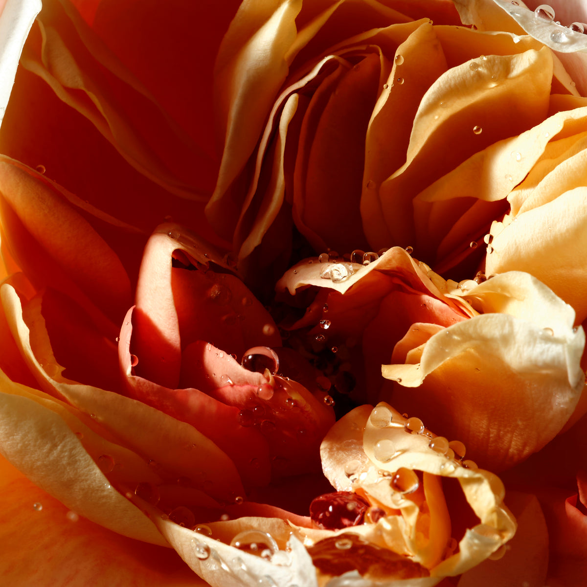 Pepper & Rose Line | Dries Van Noten
